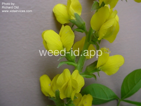 golden pea, mountain